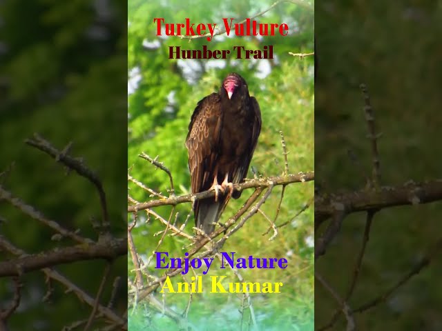 Turkey Vulture Rare Sight
