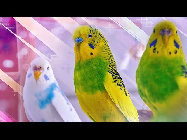 3 Hour Sounds of Budgies for Lonely Birds