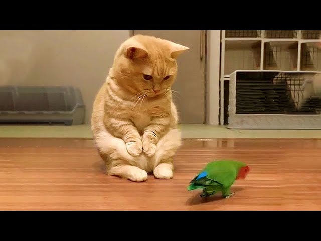Try Not To Laugh - Funniest Cat Videos on the Planet #165 - Best Funny Animal Video