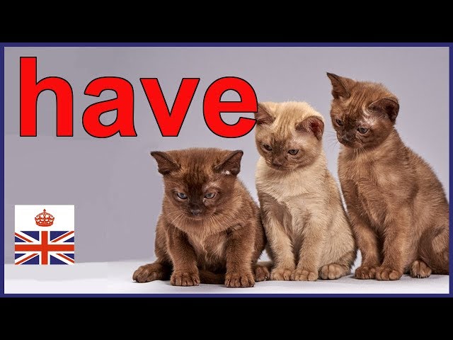 HAVE, HAS and HAD - Main verb and auxiliary verb