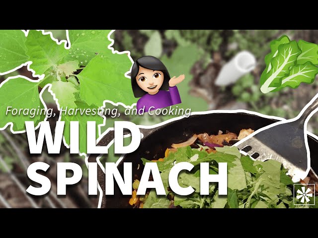 🍃 Wild Spinach: Foraging, Harvesting, Cooking & More!