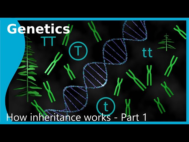 Genetics - How does inheritance work: Monohybrid Inheritance