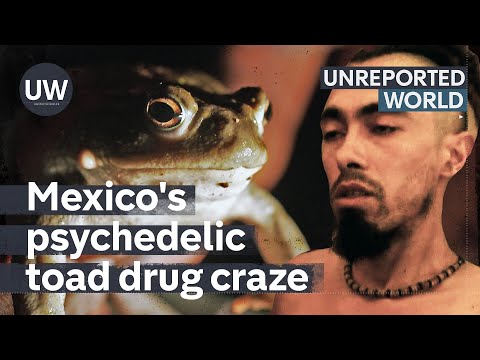 Can Mexico's psychedelic toad drug help mental health problems? | Unreported World