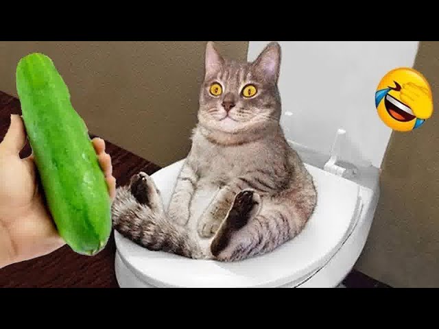 Hilarious Cats and Dogs😁Funniest Animals 2024😍🐕‍🦺Part 10