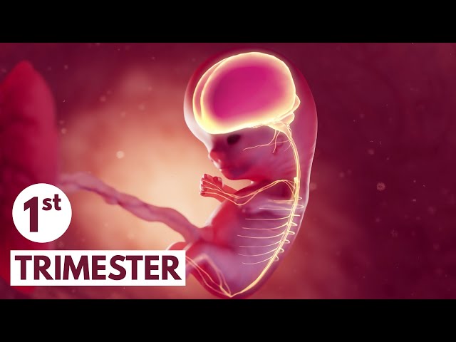 First Trimester | 3D Animated Pregnancy Guide