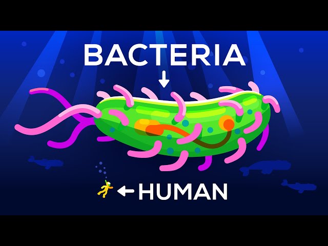 How Large Can a Bacteria get? Life & Size 3