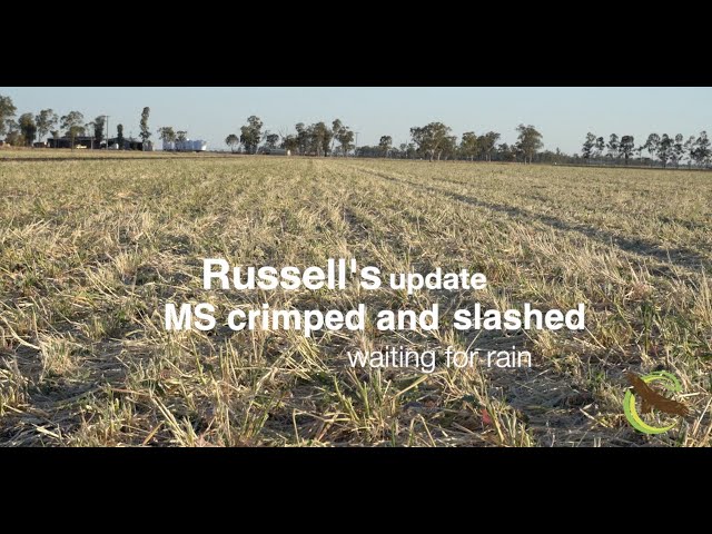 UPDATE: Regenerative Farming a Farming Revolution in Australia - Russell's crimped Multi Species.