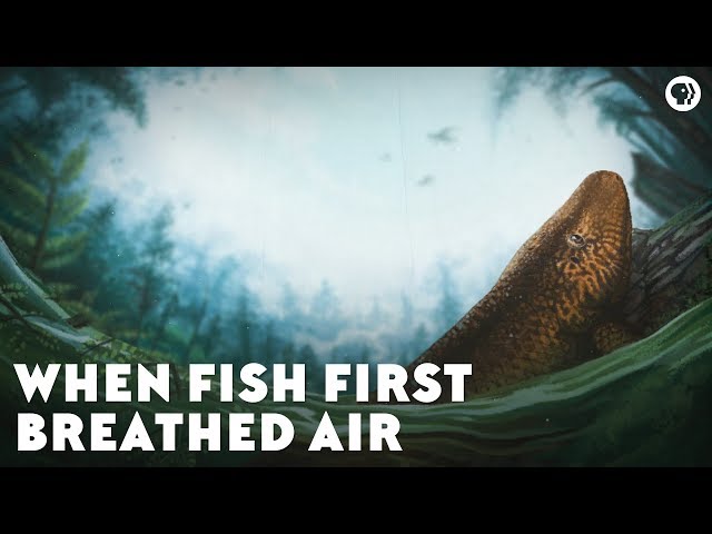 When Fish First Breathed Air