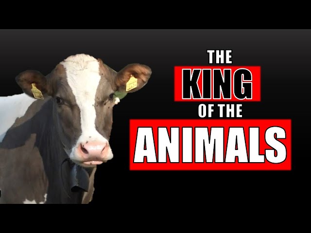 How One Farm Animal Took Over the World
