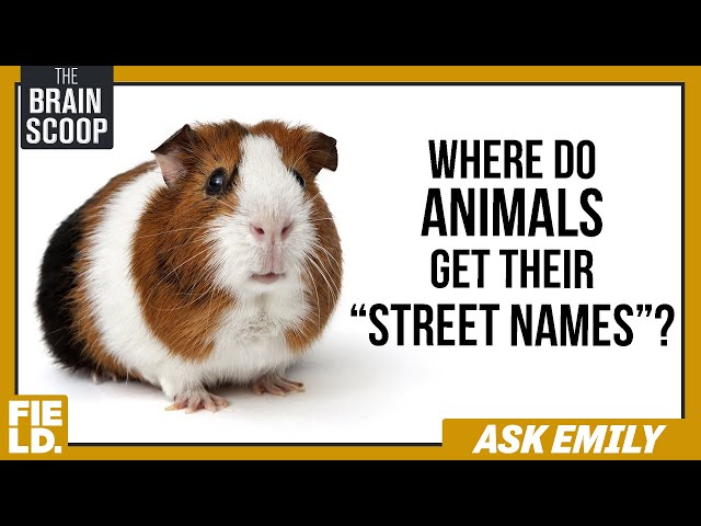 Where Do Animals Get Their "Street Names"? | Ask Emily