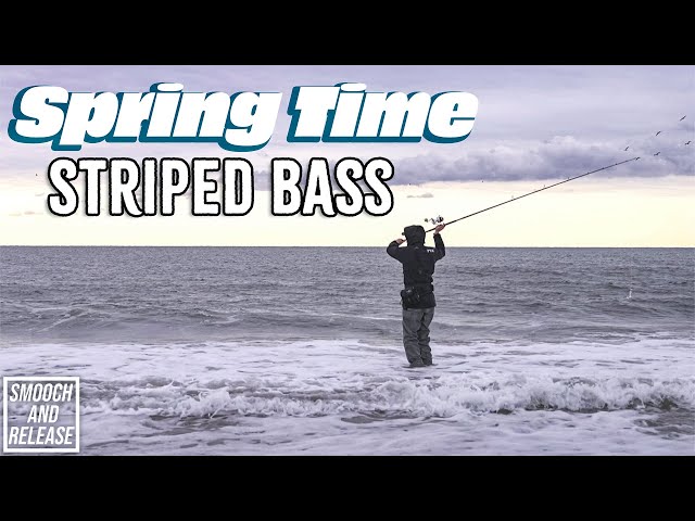 Striped Bass Are BACK! First TRIP OUT! Long Island New York - Surf Fishing - Smooch and Release