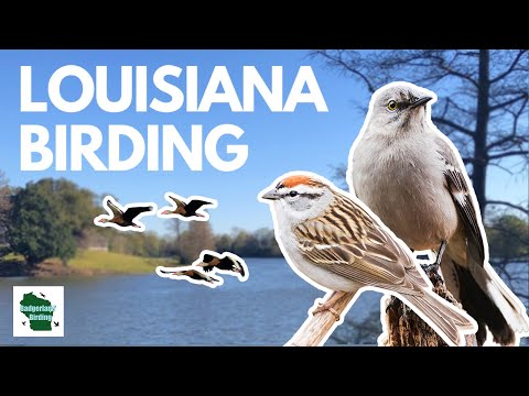 Louisiana Birding Trip