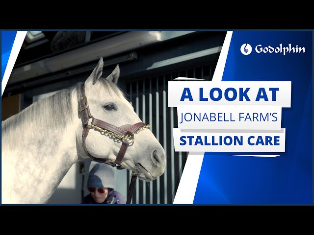 Stallion care at Jonabell Farm