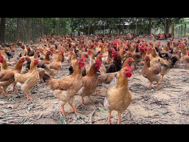 Feeding chickens, how to raise chickens to grow quickly and evenly/my farm work
