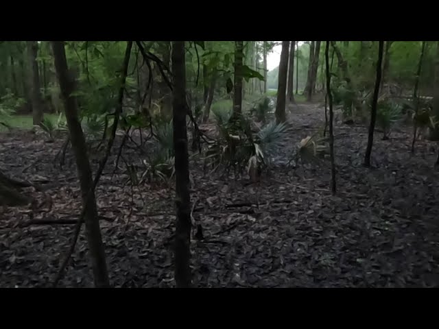Deep South U S  Swamps, Sounds And Crazy Owl Calls   HD 1080p