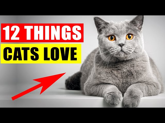 12 Things Cats Love the Most