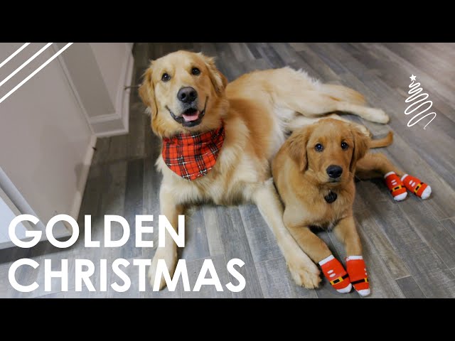 Golden Retriever Brothers First Christmas! | Keeping Up with the Goldens