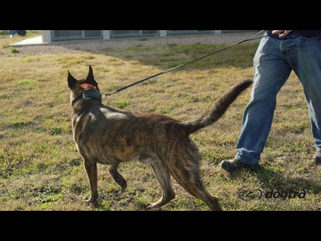 Ep.5 - K9 Dog Training with Mike Ritland: Body language