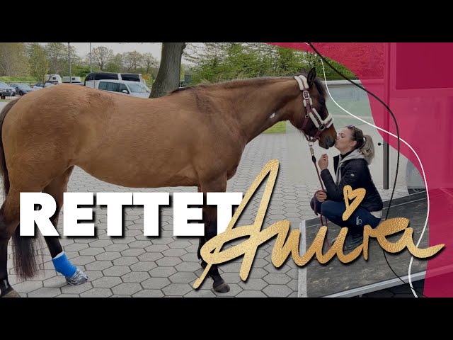 Wir schenken dir ein Pferd! 🤯 | Gerettete Stute aus der Pferdeklappe ❤️ | Weekly Vlog #200