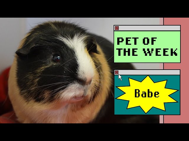 Pet of the Week - Babe