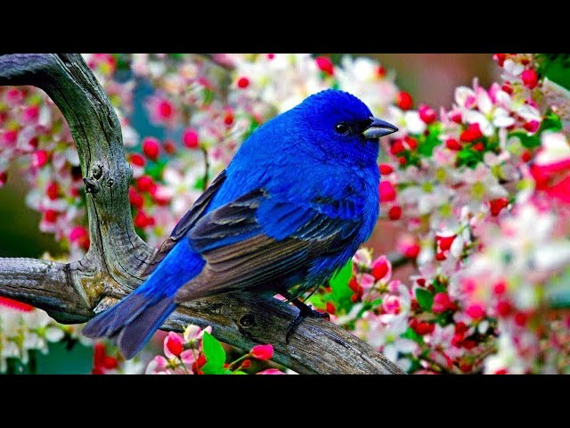 RELAXING ZEN MUSIC to Reduce Stress and Anxiety, Relaxation and Meditation Music