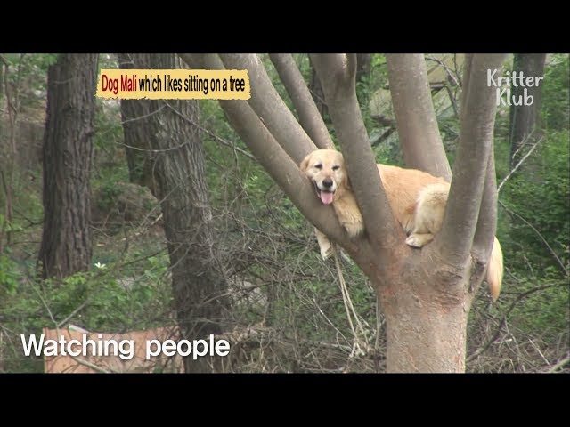 Golden Retriever Which Lives On The Tree?! | Kritter Klub