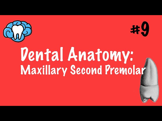 Dental Anatomy | Maxillary Second Premolar | INBDE