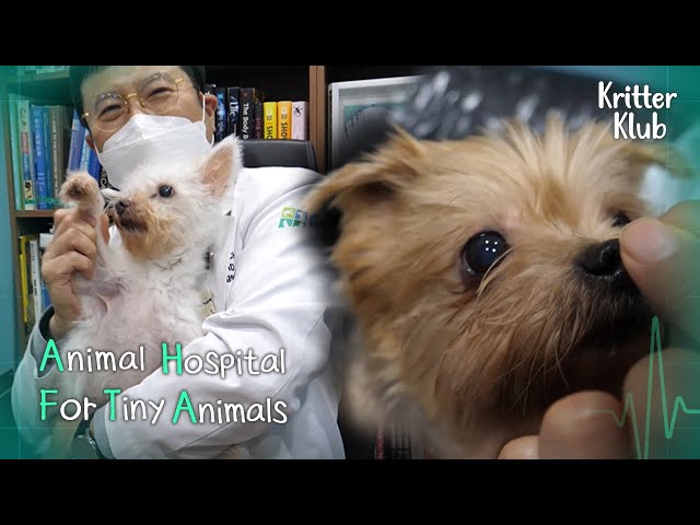 Farewell From Doggos Who Live At The Veterinary Hospital! l Animal Hopital For Tiny Animals Ep 12