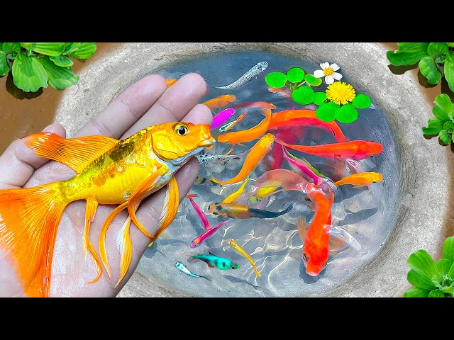 Catch Colorful Surprise Eggs, Balloon Molly Fish, Goldfish, Catfish, Comet Fish, Flying fish