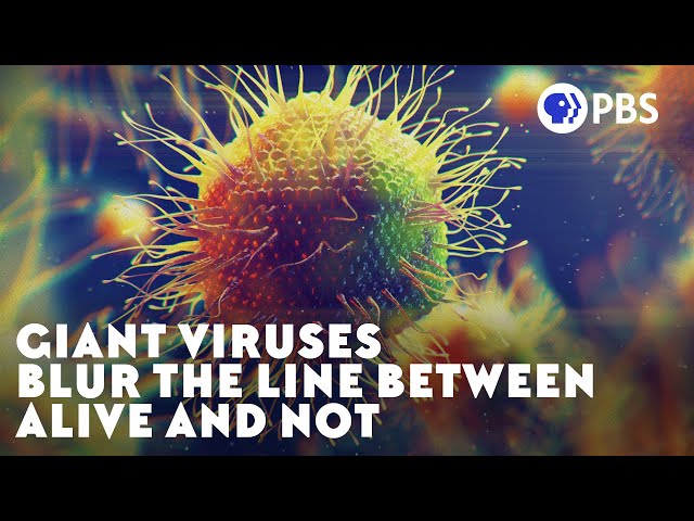 Giant Viruses Blur The Line Between Alive and Not