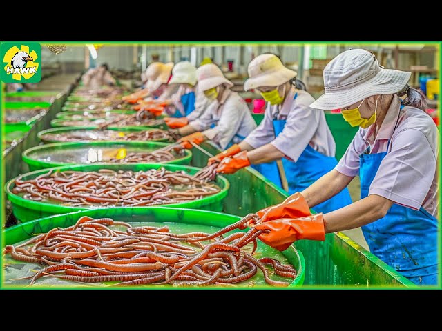 How Farmers Raise and Process Millions of Worms | Processing Factory