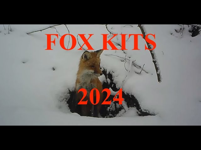 2024 - Fox with Injured Left Paw and 8 Kits