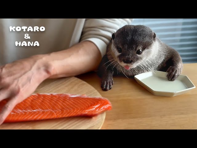 Otters Super Excited for Huge Salmon