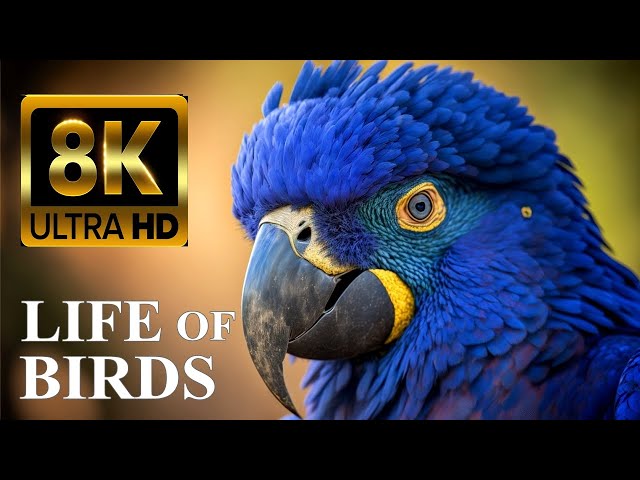 LIFE OF BIRDS 8K Ultra HD – Nature Documentary