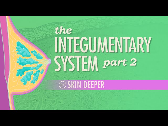 The Integumentary System, Part 2 - Skin Deeper: Crash Course Anatomy & Physiology #7