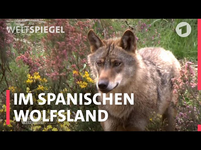 Wölfe bedrohen Viehzüchter in Spanien I Weltspiegel