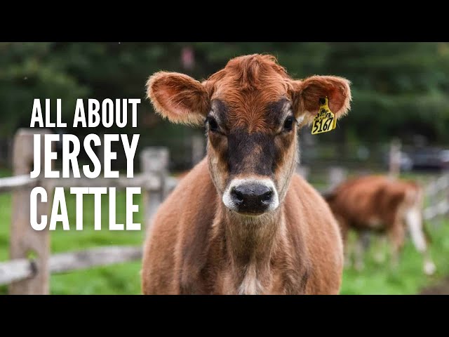 Jersey Cows From A to Z: Everything You Need to Know