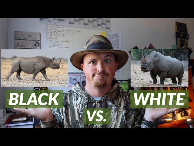 The Difference Between Black and White Rhinos | Did You Know Thursday #14