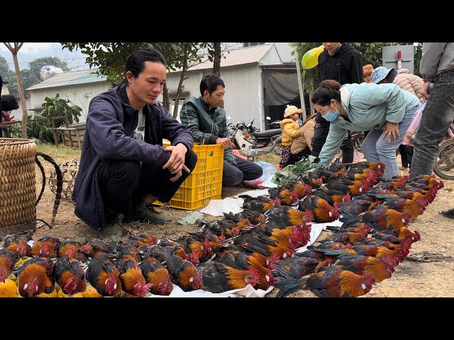 Zon sells wild chickens, vang hoa, king kong amazon
