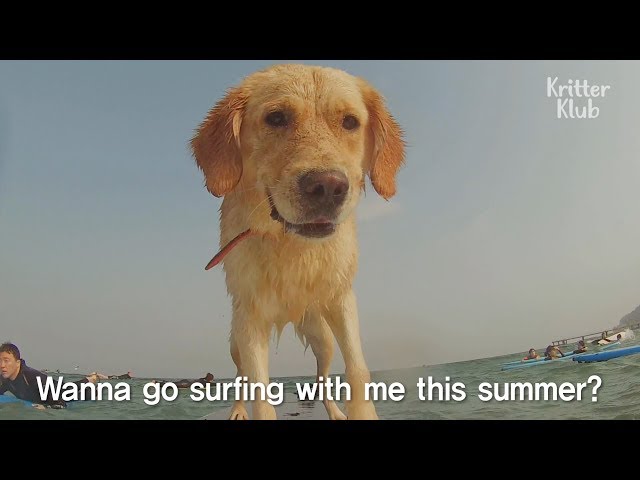 Amazing Surfing Dog Catches Every Wave | Kritter Klub