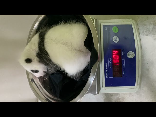Stealing The Baby Panda (For A Weigh-In) When Mummy Panda Jia Jia Is Not Looking!