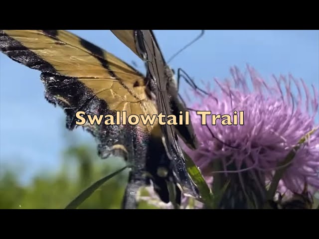 Swallowtail Trail | One Outside Film Grant