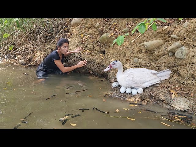 Catch duck Pick egg for survival food, Baby duck egg Cooking with chili sauce for dinner