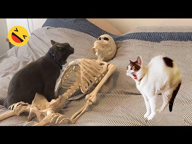 Funny Dogs And Cats Videos 2023 😅 - Best Funniest Animal Videos Of The Month #8