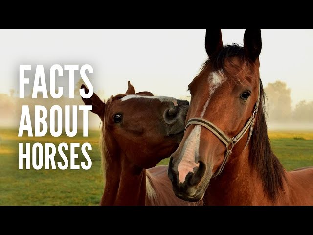 25 Fun Facts About Horses You Probably Didn’t Know