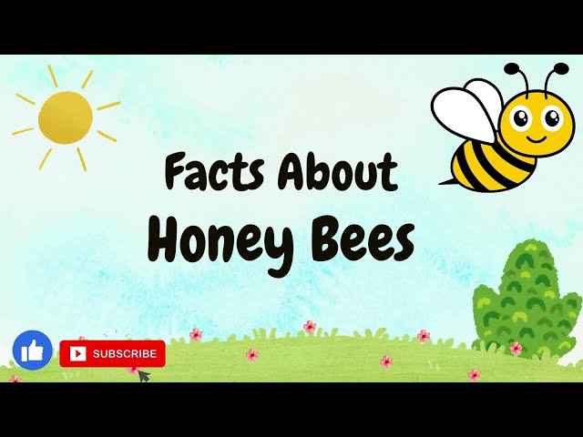 Facts About Honey Bees