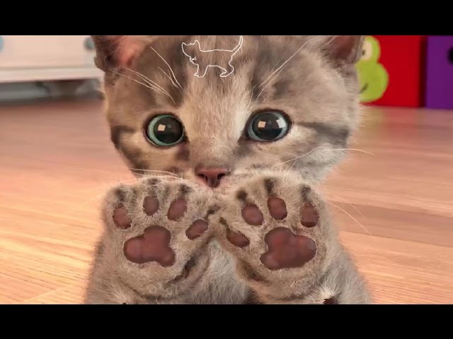 My Favorite Cat Little Kitten Pet Care | Play Cat Care Games for Baby Toddlers and Children