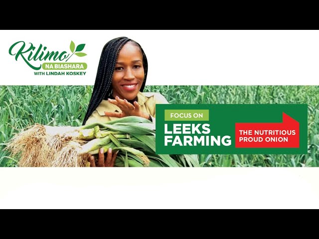 Focus on Leeks Farming | Kilimo na Biashara