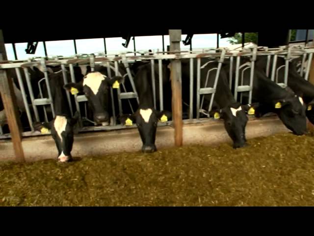 Dairy Farming Documentary