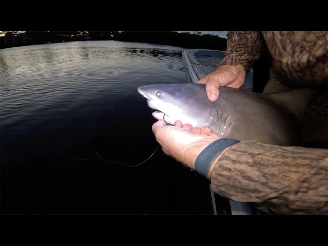 How NOT to Un-Hook a Bull Shark! {Catch Clean Cook} this was SOOO GOOOD!